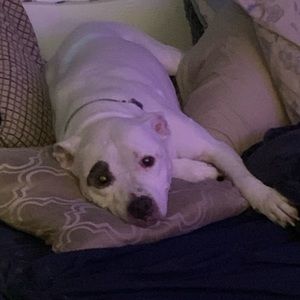 Meet your Posher, Daren